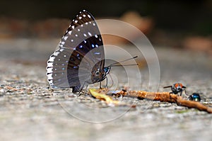 Popinjay butterfly