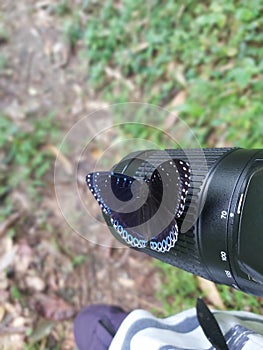 POPINJAY Stibochiona nicea - Butterfly