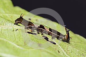Popinjay Stibochiona nicea caterpillar photo