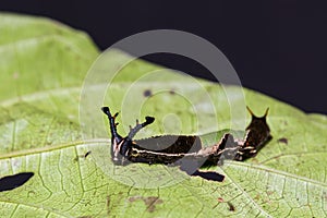 Popinjay Stibochiona nicea caterpillar