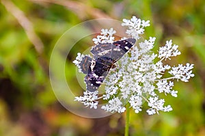 The poplar admiral, Limenitis populi butterfly sitting on white wild blooming Pimpinella Saxifraga or burnet-saxifrage flower.