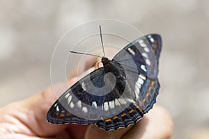 The poplar admiral Limenitis populi is a butterfly in the subfamily Limenitinae of the family Nymphalidae.