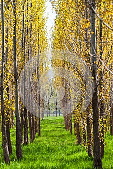 Poplar alley among green grass in the park