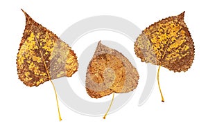 Poplar autumn brown spotted leaves set isolated on white background. Transparent png additional format