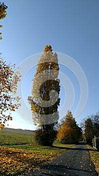 A poplar in autumn