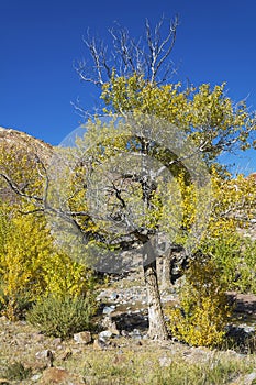 Poplar on the Bank of the Kyzyl-Chin river in the Altai mountain