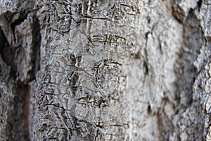 Poplar bark, elm macro, dry skin