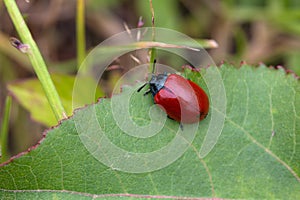 Poplar beetle sitting on plant