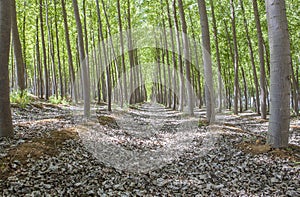 Poplar biomass production photo