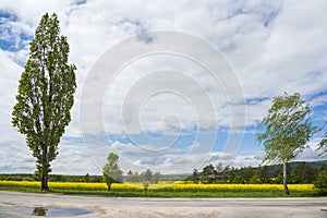 Poplar and birch tree with oilseed rape field