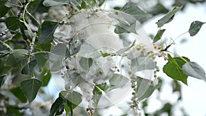Poplar blossom. Poplar flowering. White poplar fluff white down and green leaves