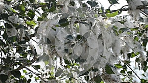 Poplar blossom. Poplar fluff down. Fluffy white poplar flowers inflorescences