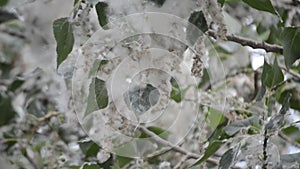 Poplar blossom. Poplar fluff down. Fluffy white poplar flowers inflorescences