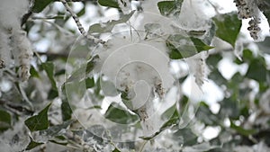 Poplar blossom. Poplar fluff down. Fluffy white poplar flowers inflorescences