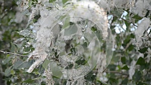 Poplar blossom. Poplar fluff down. Fluffy white poplar flowers inflorescences