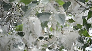 Poplar blossom. Poplar fluff down. Fluffy white poplar flowers inflorescences