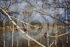 A poplar bough with a young bud