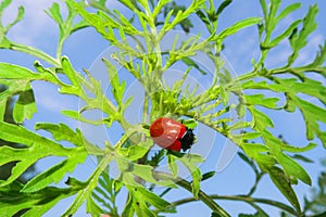 Poplar chrysomela insect beetle detail view close up nature natural