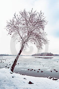 A poplar close to the Dnieper river in Kiev, Ukraine, during winter