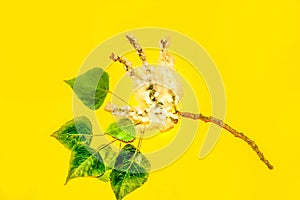 Poplar down on a branch on yellow background