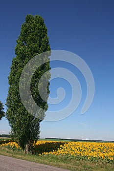 Poplar on the edge of a field of blooming sunflowers