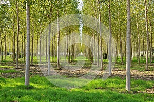 Poplar field in Lombardy, Italy. photo