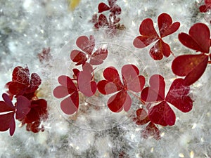 Poplar fluff