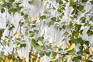 Poplar fluff