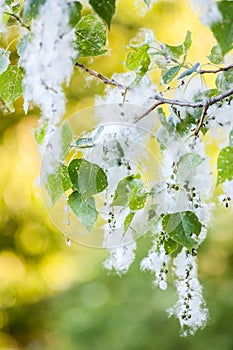 Poplar fluff