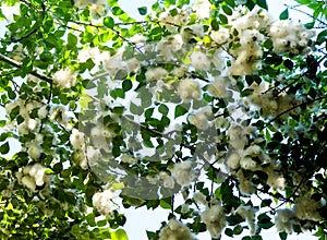 Poplar fluff