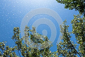 Poplar fluff in the blue sky