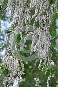 Poplar fluff on branch