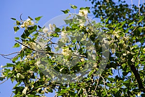 Poplar fluff on branch closeup. Poplar fluff causes allergy