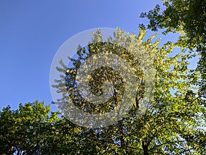 poplar fluff on the branches of a tree against the blue sky in the daytime.