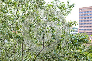 Poplar fluff in the city