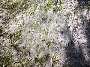 Poplar fluff creeps among the plants in the meadow.