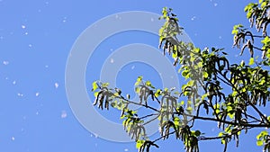 Poplar fluff flies in the air against the background of the blue sky and aspen branches. Seasonal allergen.