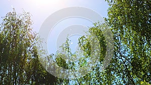 Poplar fluff flies in the air against the background of the blue sky and birch branches. Seasonal allergen. Selective focus