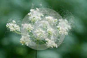 Poplar fluff on a flower