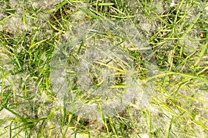 Poplar fluff on green grass