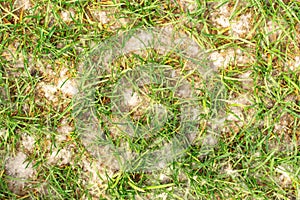 Poplar fluff on green grass