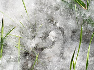 Poplar fluff in the green grass