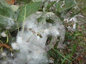 Poplar fluff in the green grass