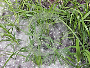 Poplar fluff on the green grass