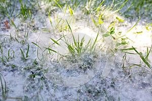 Poplar fluff on green grass. Danger to people with plant allergy