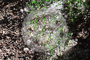 Poplar fluff on the ground