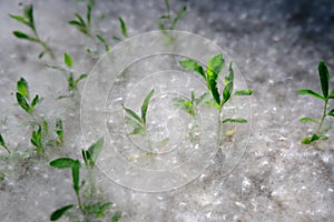 poplar fluff on the ground with grass, abstract nature, selective focus