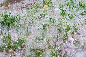 Poplar fluff on ground. Springtime allergy concept