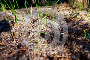 Poplar fluff lies on the ground in the forest, grass sprouts at sunset