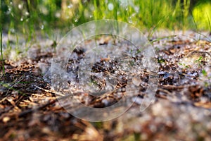 Poplar fluff lies on the ground in the forest, grass sprouts at sunset